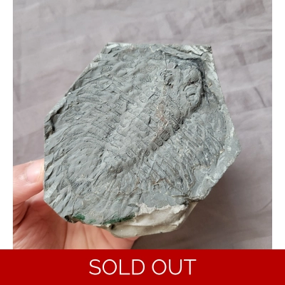 Very Rare Arctinurus Boltoni Trilobite Fossil Rochester Shale New York Very Rare Arctinurus Boltoni Trilobite Fossil Rochester Shale New York